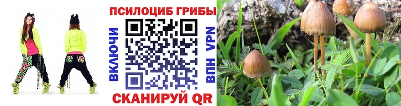 ссылка на мегу зеркало  купить  цена  Сухиничи  Псилоцибиновые грибы Psilocybine cubensis 